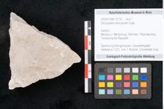 Foto (Objekt + Etikett) von Dictyopteris brongniarti Gutb. (NHMW-GEO-2024-0188-10775)